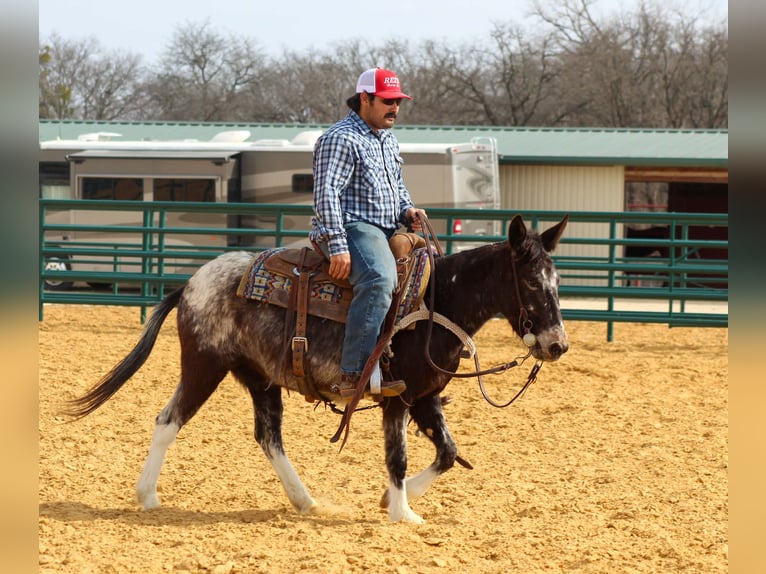 Mule Jument 6 Ans 132 cm Bai cerise in Stephenville