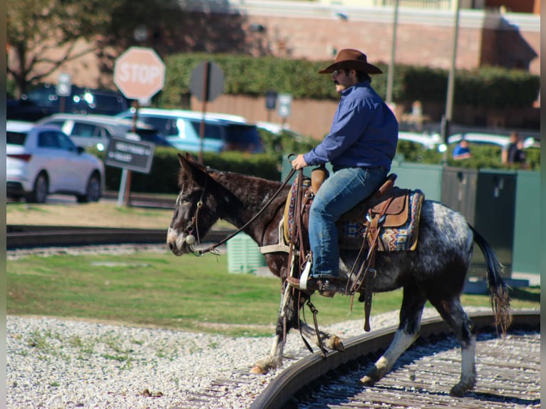 Mule Jument 6 Ans 132 cm Bai cerise in Stephenville
