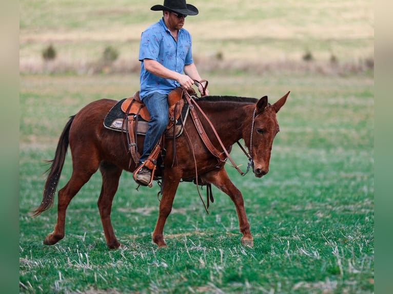 Mule Jument 6 Ans 145 cm Alezan cuivré in Santa Fe