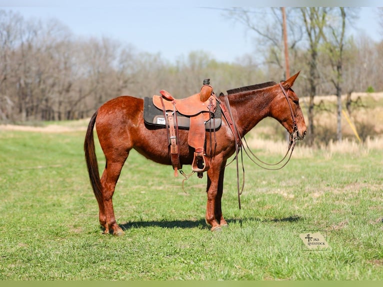 Mule Jument 6 Ans 145 cm Alezan cuivré in Santa Fe