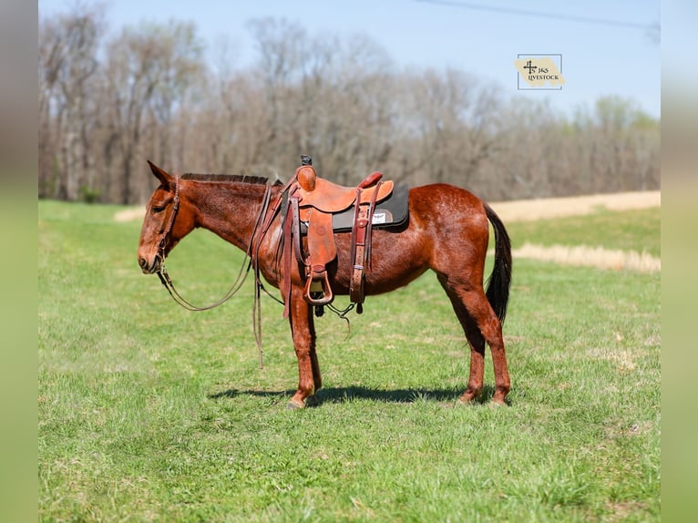 Mule Jument 6 Ans 145 cm Alezan cuivré in Santa Fe