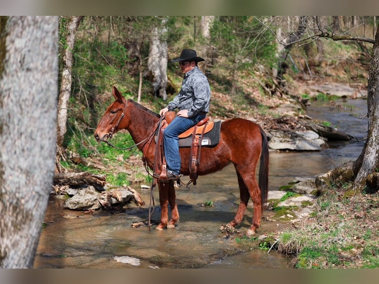 Mule Jument 6 Ans 145 cm Alezan cuivré in Santa Fe