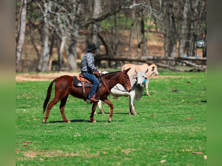 Mule Jument 6 Ans 145 cm Alezan cuivré in Santa Fe