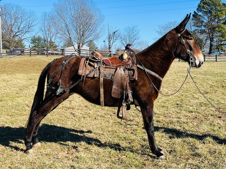 Mule Jument 6 Ans 152 cm Bai brun in Tompkinsville, KY
