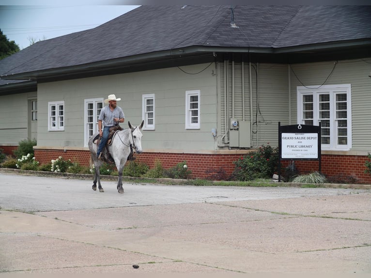 Mule Jument 6 Ans 152 cm Gris in Grand Saline, TX