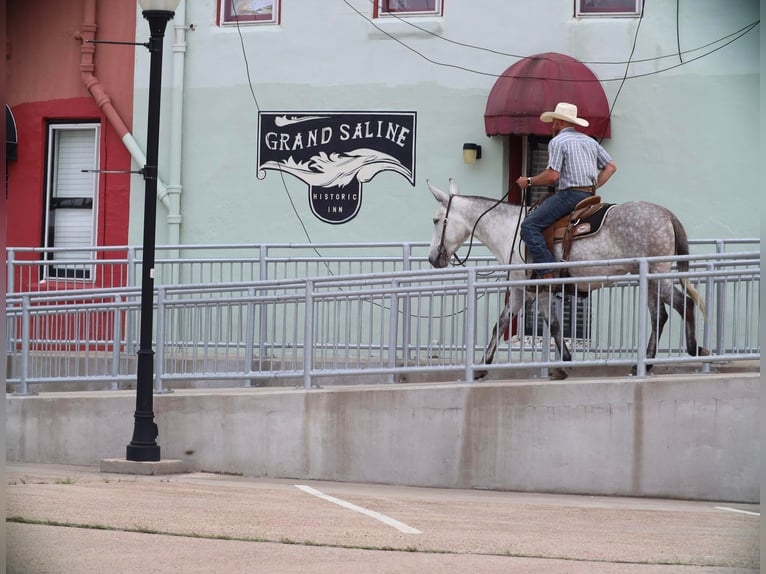 Mule Jument 6 Ans 152 cm Gris in Grand Saline, TX