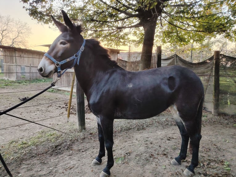 Mule Jument 6 Ans 155 cm Bai brun in Campodarsego