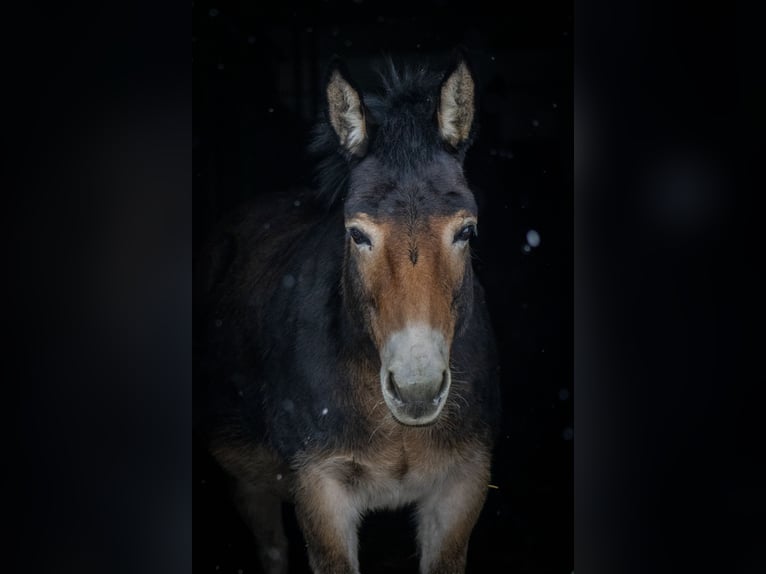 Mule Jument 7 Ans 135 cm in Ober-Grafendorf