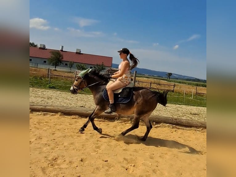 Mule Jument 7 Ans 135 cm in Ober-Grafendorf