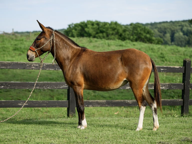 Mule Jument 7 Ans 137 cm Bai cerise in Honey Brook