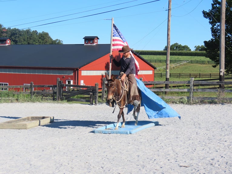 Mule Jument 7 Ans 137 cm Bai cerise in Honey Brook