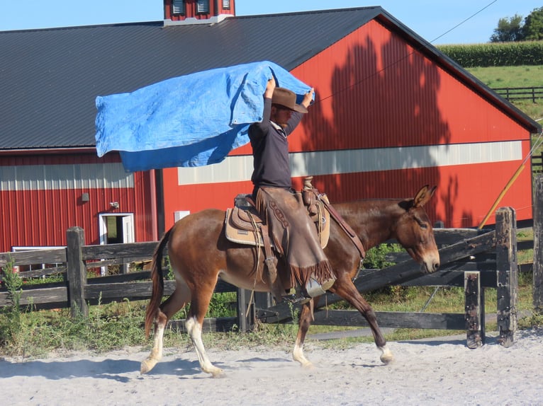 Mule Jument 7 Ans 137 cm Bai cerise in Honey Brook