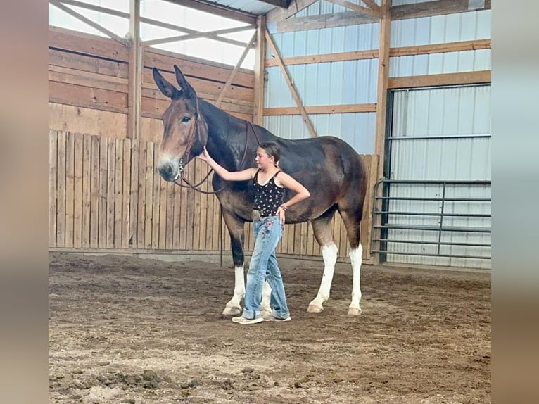 Mule Jument 7 Ans 163 cm Bai cerise in Cannon Falls, MN