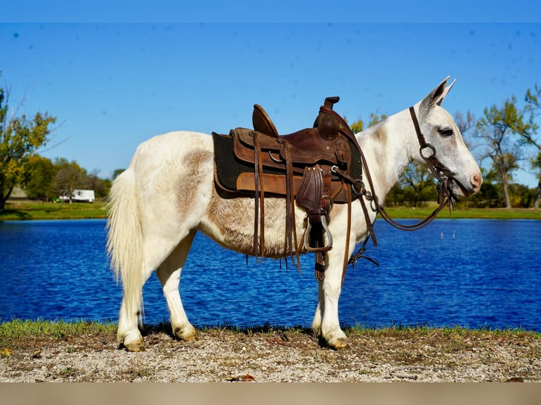 Mule Jument 7 Ans 81 cm Gris in Corsica