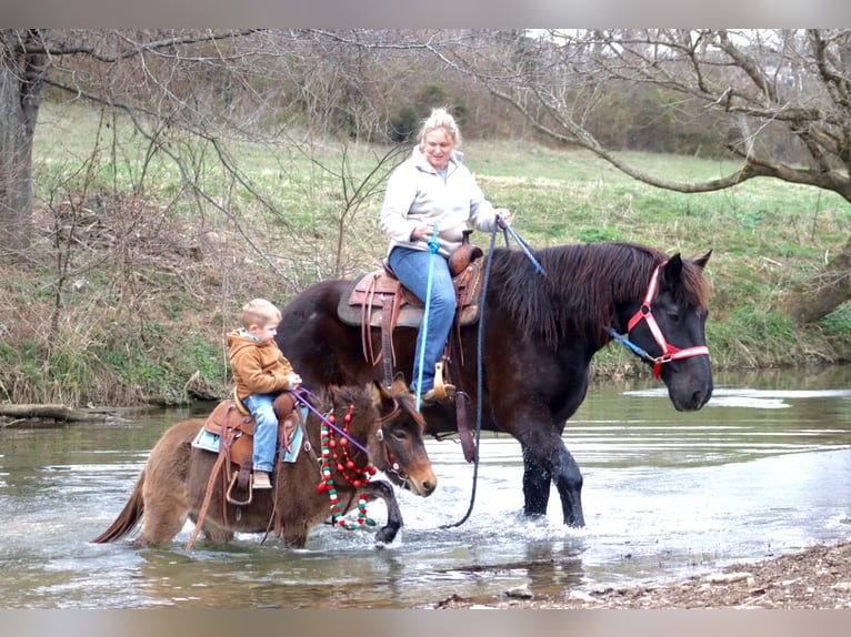 Mule Jument 7 Ans 97 cm Bai cerise in Brooksville KY