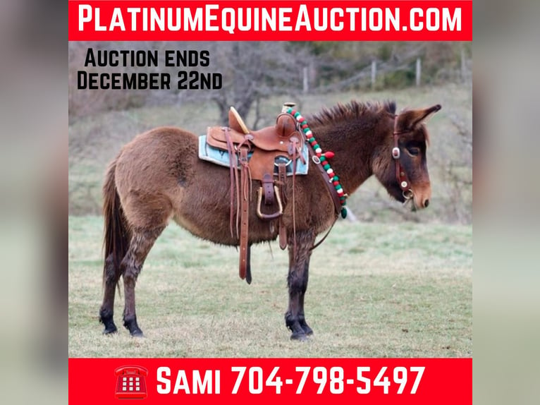 Mule Jument 7 Ans 97 cm Bai cerise in Brooksville KY