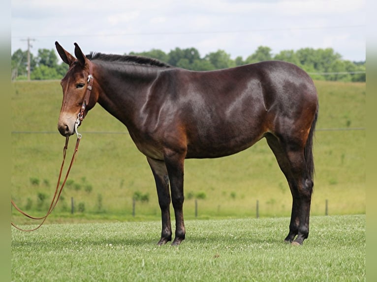 Mule Jument 7 Ans Bai brun in Whitley city Ky