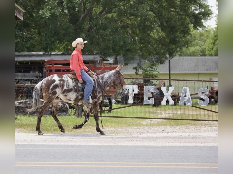 Mule Jument 7 Ans in Huntsville, TX