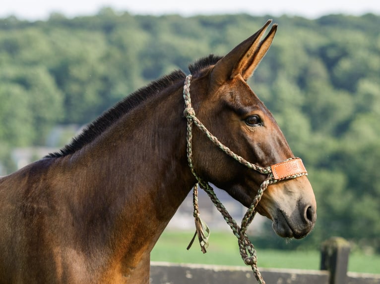 Mule Jument 8 Ans 137 cm Bai cerise in Honey Brook