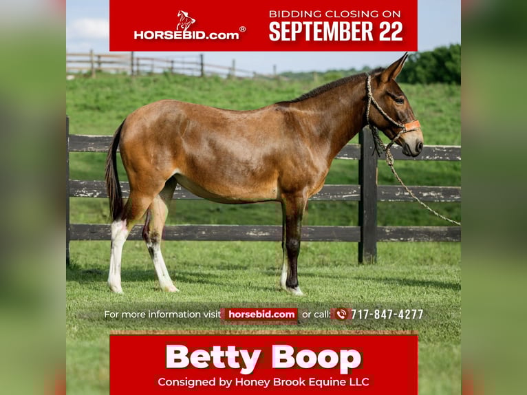 Mule Jument 8 Ans 137 cm Bai cerise in Honey Brook