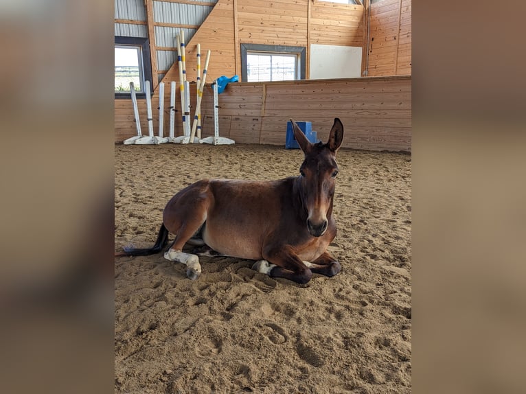 Mule Jument 8 Ans 137 cm Bai cerise in Honey Brook