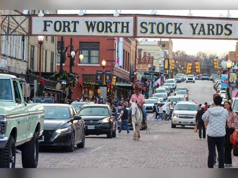 Mule Jument 8 Ans 140 cm Blanc in Stephenville TX