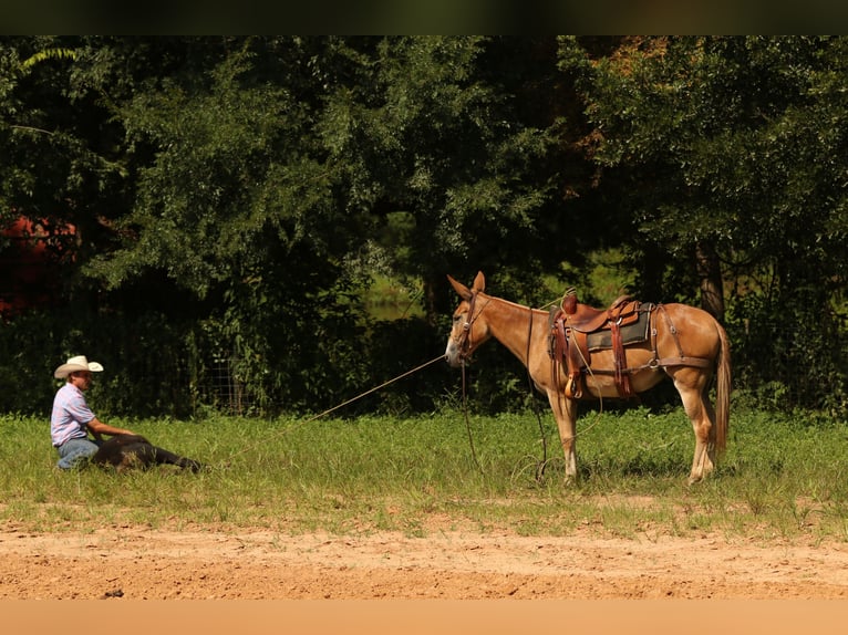 Mule Jument 8 Ans 147 cm Alezan dun in Huntsville