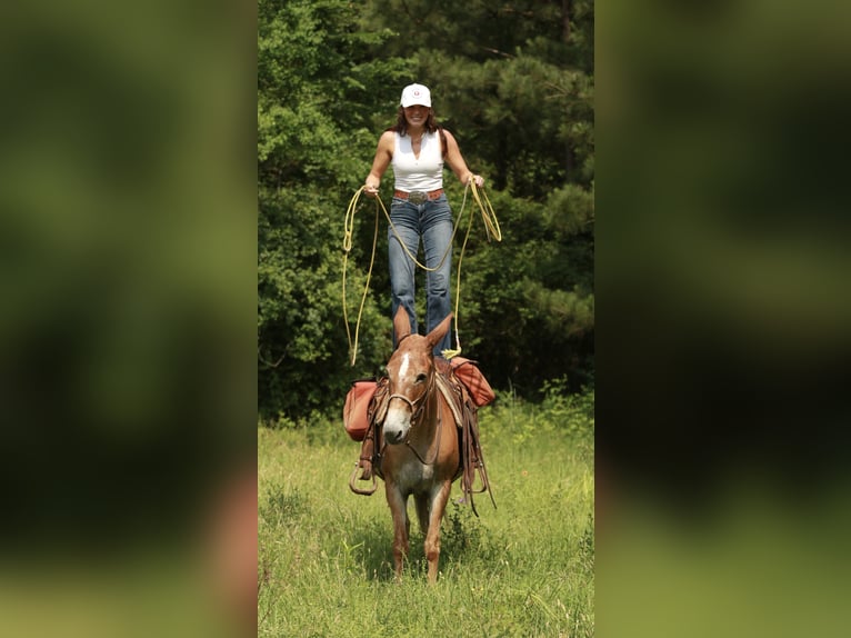 Mule Jument 8 Ans 147 cm Alezan dun in Huntsville