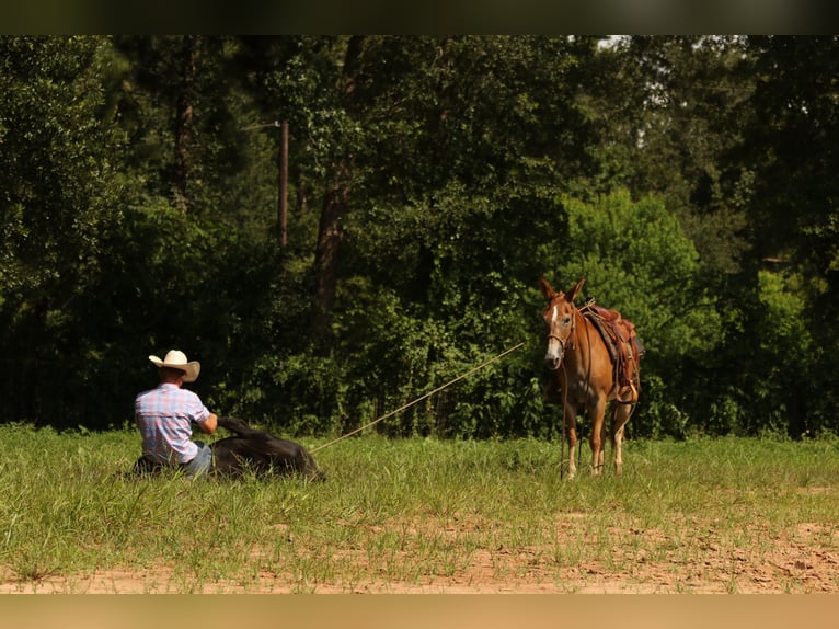 Mule Jument 8 Ans 147 cm Alezan dun in Huntsville