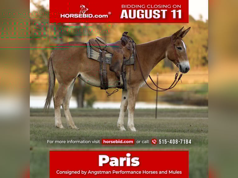 Mule Jument 8 Ans 147 cm Alezan dun in Huntsville