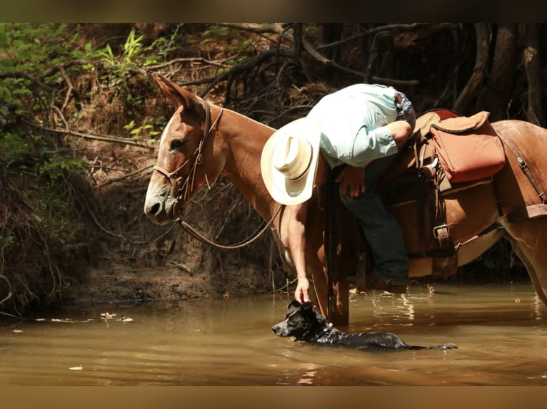 Mule Jument 8 Ans 147 cm Alezan dun in Huntsville