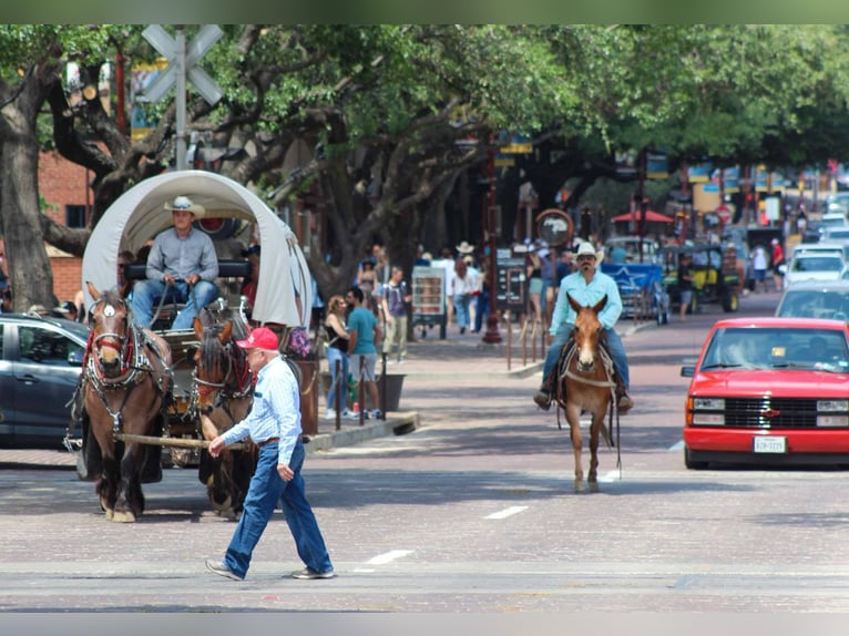 Mule Jument 8 Ans 152 cm Alezan brûlé in Stephenville TX