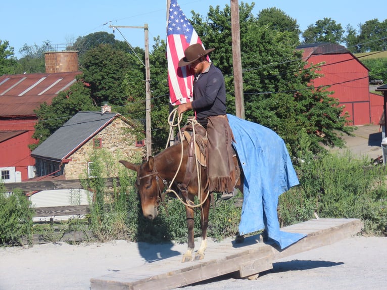 Mule Jument 8 Ans Bai cerise in Honey Brook