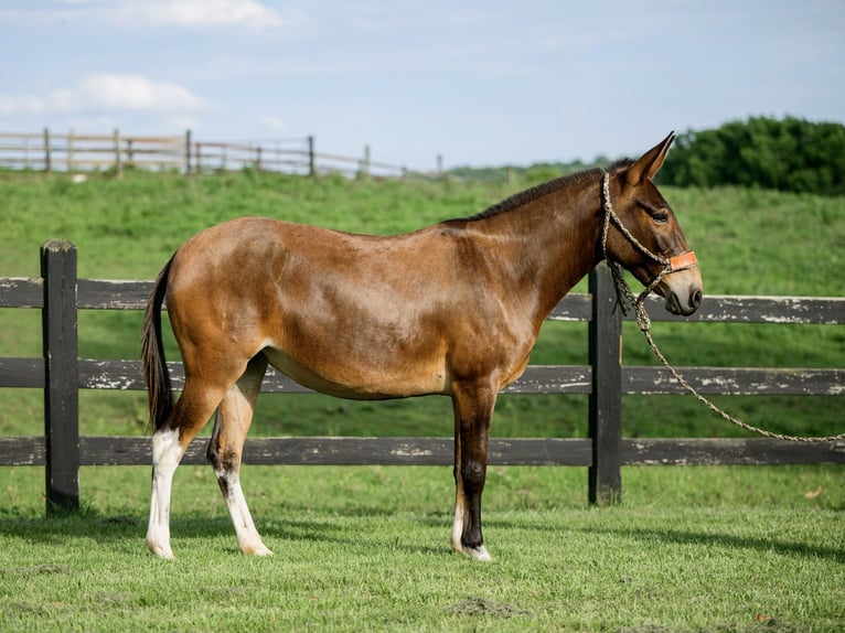 Mule Jument 8 Ans Bai cerise in Honey Brook