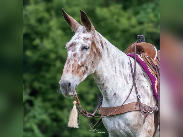 Mule Jument 8 Ans Bai cerise in Cannon Falls