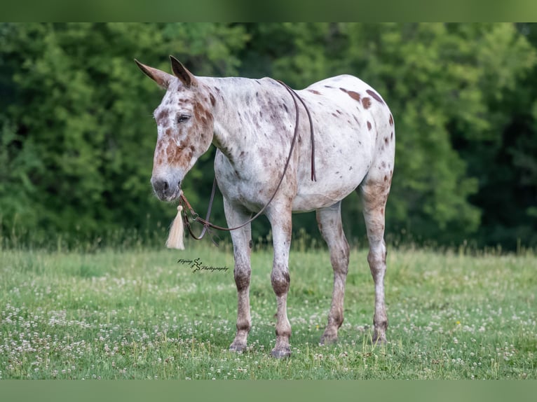 Mule Jument 8 Ans Bai cerise in Cannon Falls