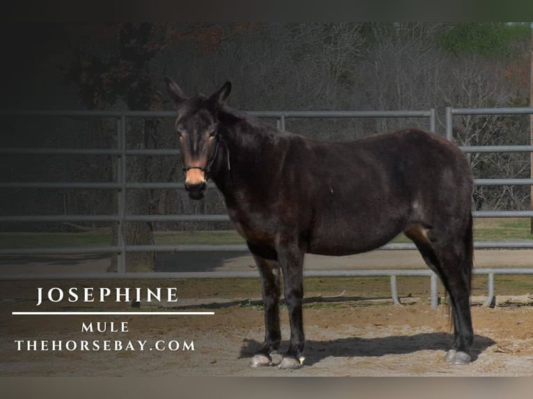 Mule Jument 9 Ans 137 cm in Antlers, OK