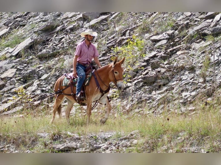 Mule Jument 9 Ans 142 cm Alezan cuivré in Brooksville KY