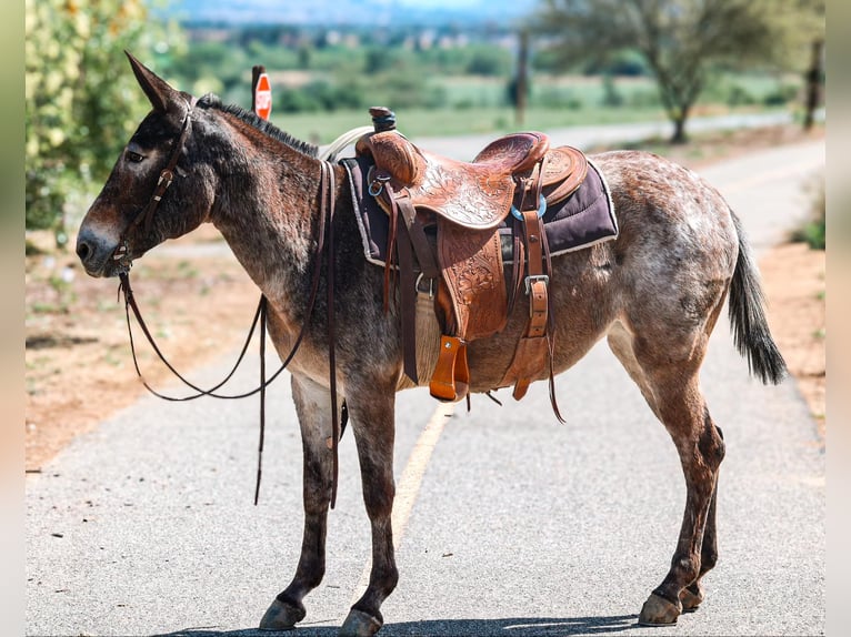 Mule Jument 9 Ans 145 cm Bai cerise in Camp Verde AZ