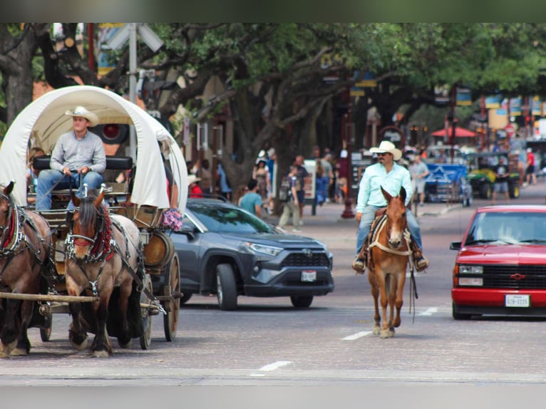 Mule Jument 9 Ans 152 cm Alezan brûlé in Stephenville TX