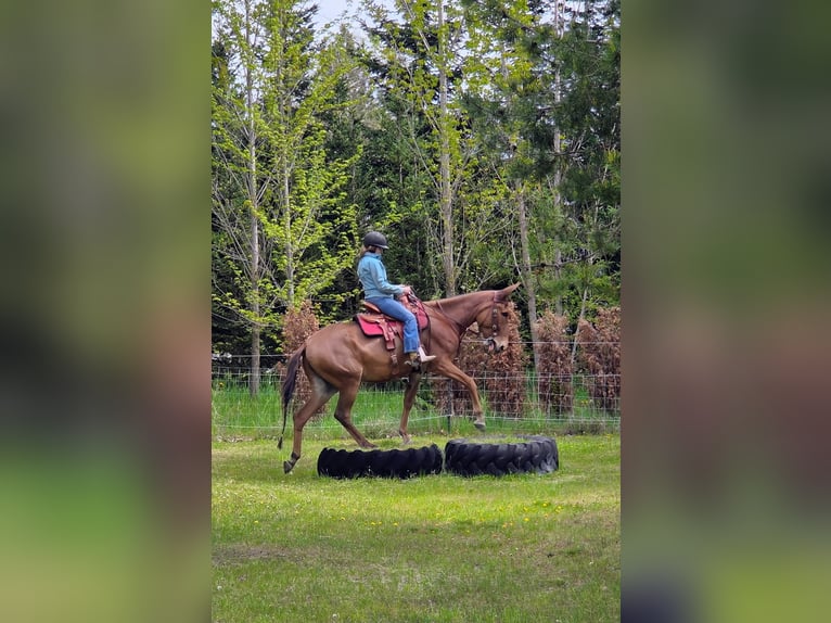 Mule Jument 9 Ans 163 cm Alezan cuivré in Rathdrum