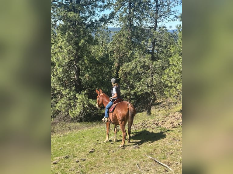 Mule Jument 9 Ans 163 cm Alezan cuivré in Rathdrum