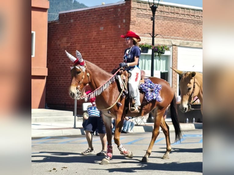Mule Jument 9 Ans 163 cm Alezan cuivré in Rathdrum