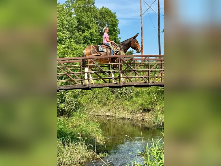 Mule Jument 9 Ans 163 cm Bai cerise in Cannon Falls