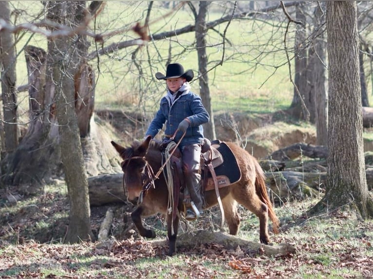Mule Jument 9 Ans 97 cm Bai cerise in Brooksville KY