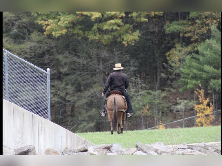 Mule Jument 9 Ans Alezan dun in Rebersburg