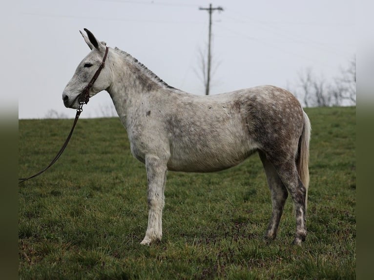 Mule Jument 9 Ans Gris pommelé in Whitley City KY