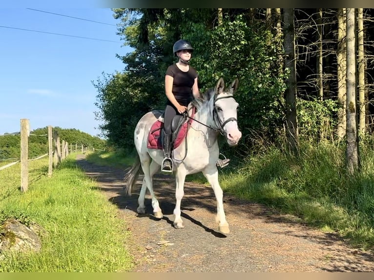 Mule Mare 10 years 13,1 hh Roan-Blue in Neustadt (Wied)