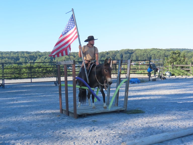 Mule Mare 10 years 13,1 hh Bay in Honey Brook