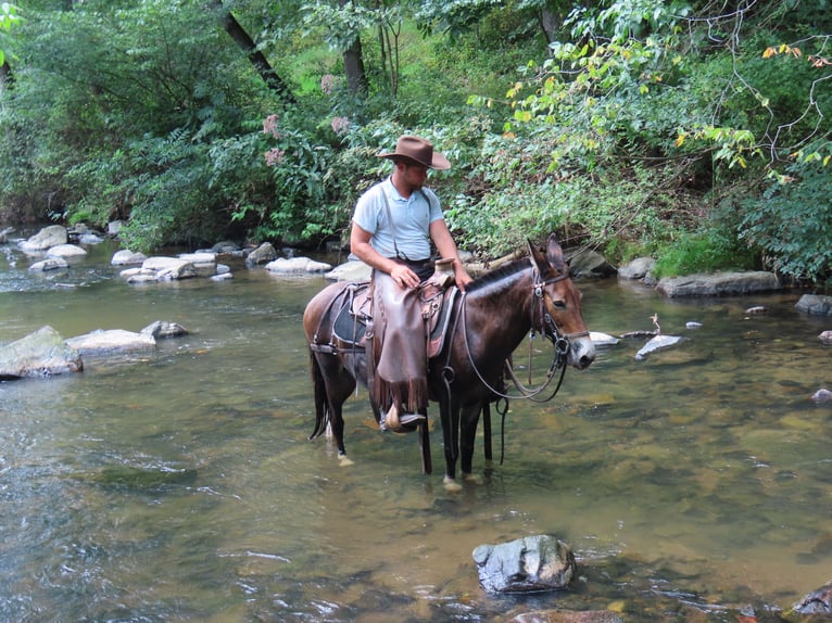 Mule Mare 10 years 13,1 hh Bay in Honey Brook